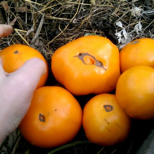 Томат Алтайский оранжевый фото 1 
