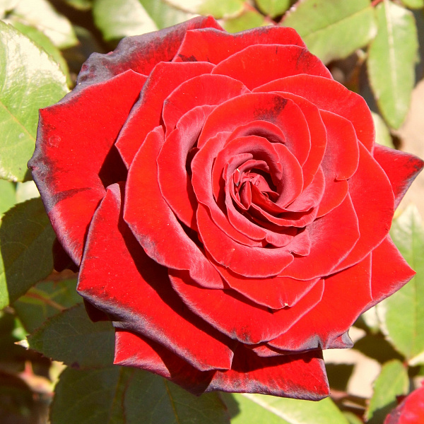 Роза чайно-гибридная Лавли ред фото 1 