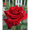 Роза чайно-гибридная Лавли ред фото 3 
