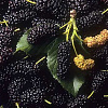 Шелковица черная Надия фото 3 