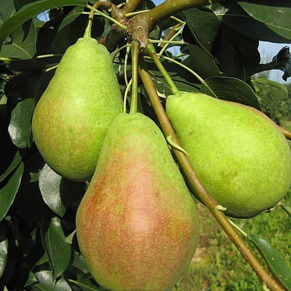 Груша плодовая Аллегро фото 1 