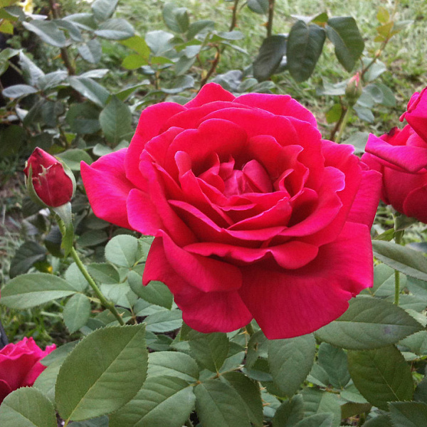 Роза чайно-гибридная Крайслер Империал фото 1 