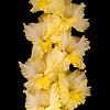 Гладиолус крупноцветковый Фэнтези фото 2 