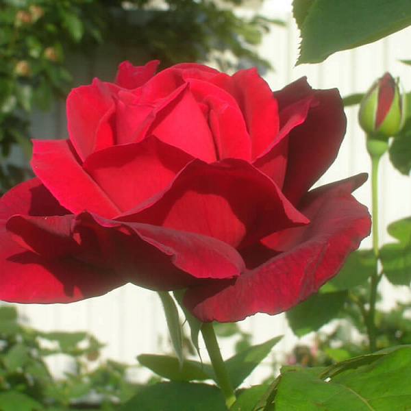 Роза чайно-гибридная Крайслер Империал фото 3 