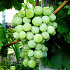 Виноград плодовый Белое Чудо фото 2 